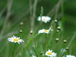 Photo 719484