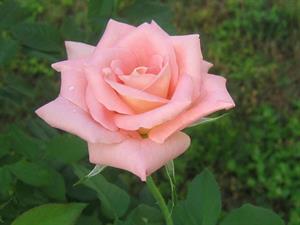 Photo 759173